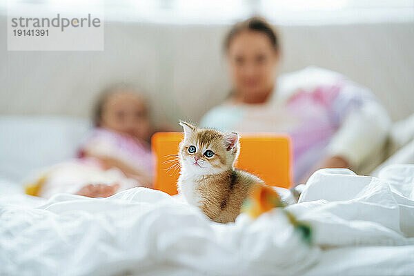 Ingwerkätzchen auf dem Bett  Mutter und Tochter schauen im Hintergrund auf den Laptop