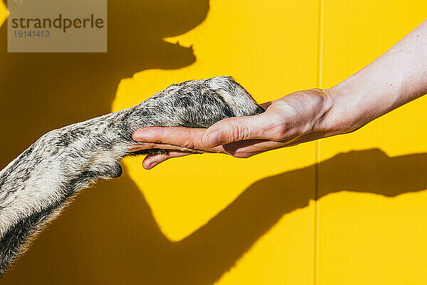 Hand of woman holding dog's paw in front of yellow wall