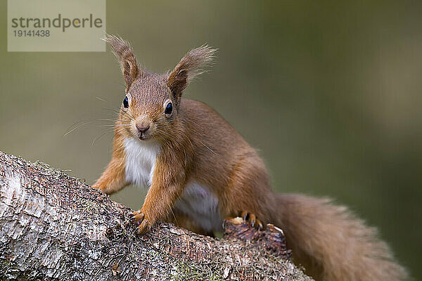 Red squirrel sitting on tree branch