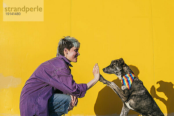 Lächelnde lesbische Frau gibt Hund vor gelber Wand High-Five