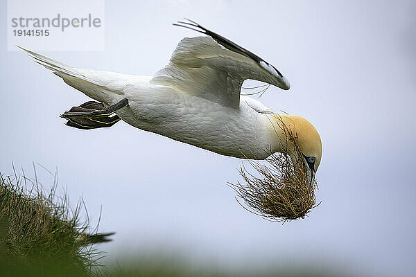 Basstölpel fliegen mit Gras im Himmel