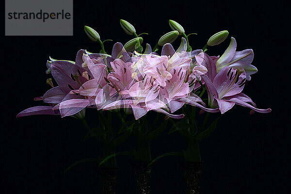 Multiple exposure of pink blooming lilies and buds