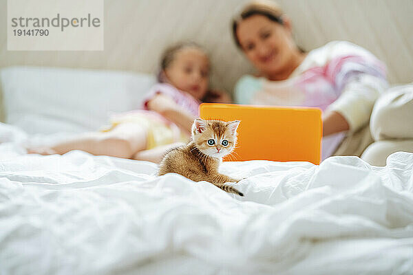 Kätzchen auf dem Bett  Mutter und Tochter schauen im Hintergrund auf den Laptop