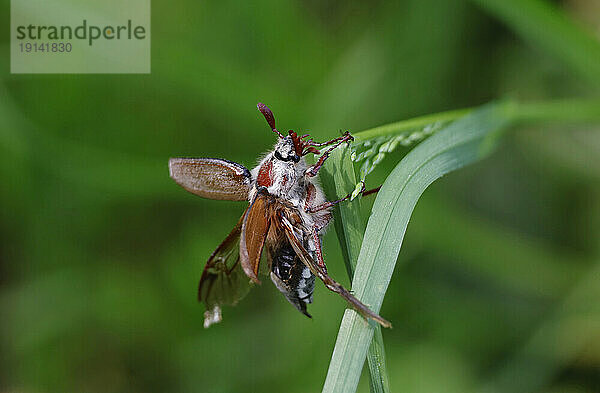 Käfer (Melolontha)  der auf einem Blatt kriecht