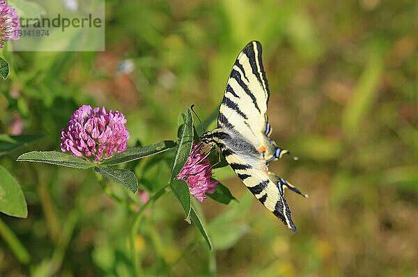 Seltener Schwalbenschwanzschmetterling (Iphiclides podalirius)  der auf blühenden Wildblumen hockt