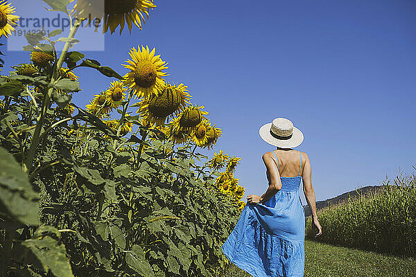 Frau mit Hut läuft im Sonnenblumenfeld