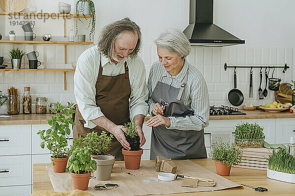 Frau und Mann pflanzen zu Hause in der Küche Kräuter