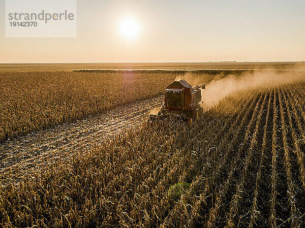 Combine harvester harvesting corns in farm st sunset