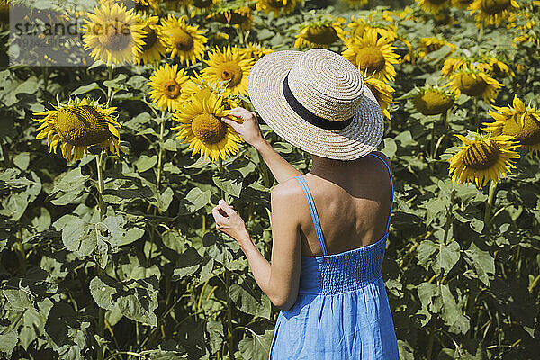 Frau mit Hut pflückt Sonnenblumen auf dem Feld