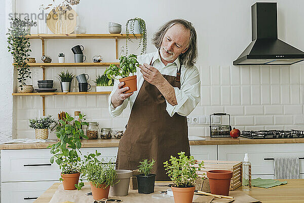 Lächelnder Mann  der zu Hause in der Küche Kräuter pflanzt