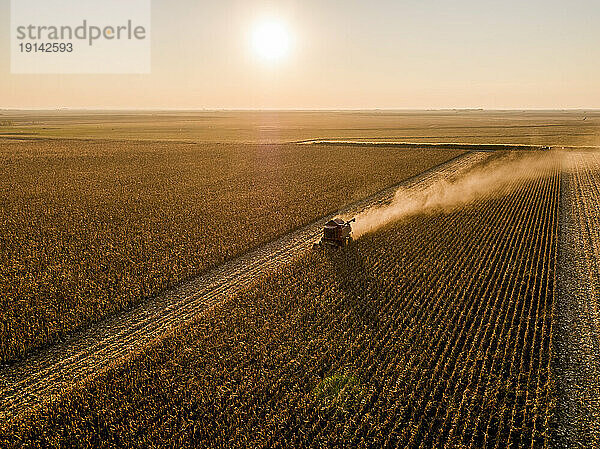Combine harvester in corn farm at sunset