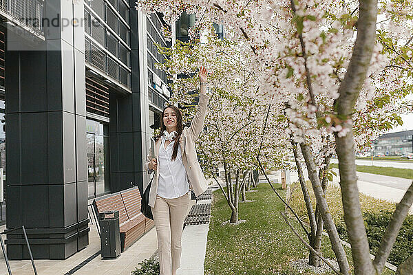 Glückliche Geschäftsfrau berührt Kirschblütenbaum und geht auf Fußweg