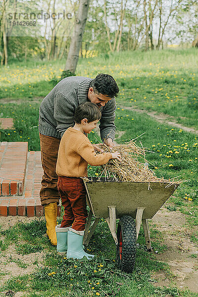 Father and son putting hay in wheelbarrow at back yard