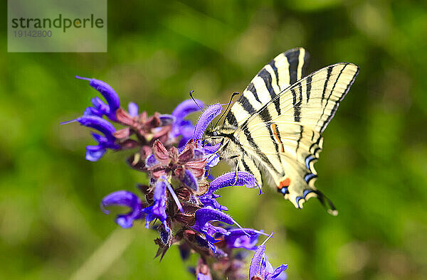 Seltener Schwalbenschwanzschmetterling (Iphiclides podalirius)  der auf blühenden Wildblumen hockt