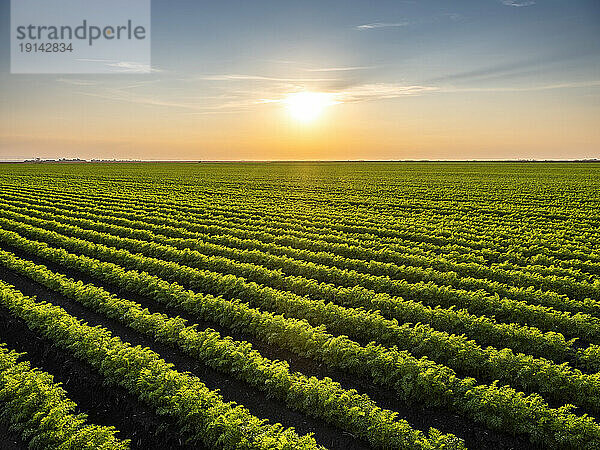 Vast carrot field at sunset