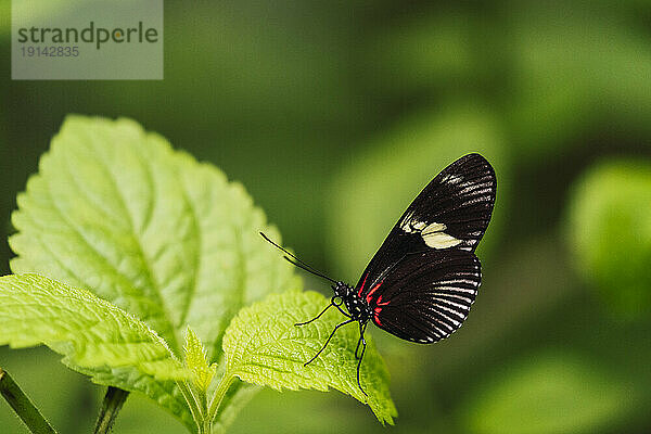 Sara-Langflügelschmetterling sitzt auf frischem grünen Blatt im Wald