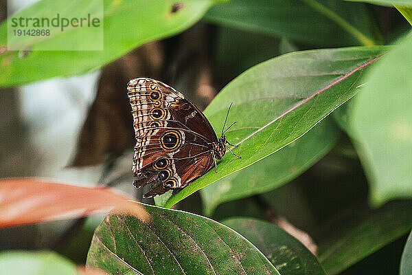 Brauner Schmetterling sitzt auf einem Blatt im Wald