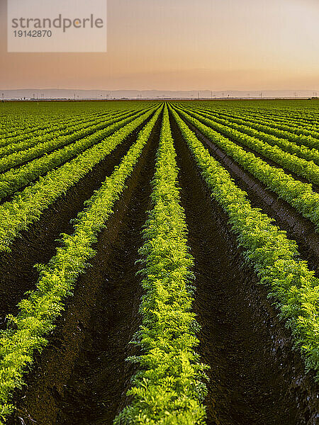 Carrot plants in rows at sunset