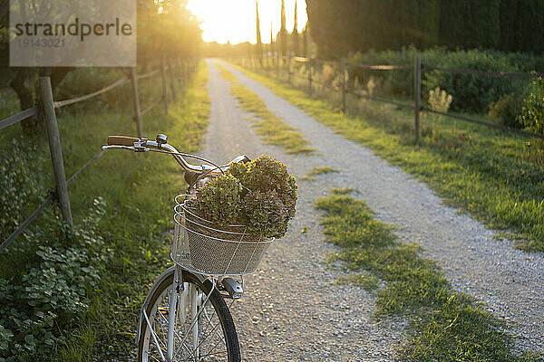 Fahrrad mit Blumen im Korb auf Fußweg