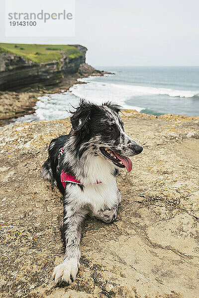 Hund liegt auf einem Felsen mit Strand im Hintergrund