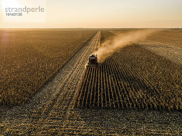 Corn field harvested by combine harvester