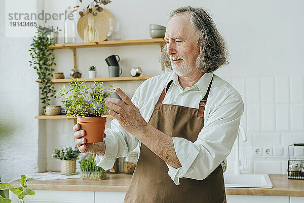 Älterer Mann untersucht Oreganopflanze in der heimischen Küche
