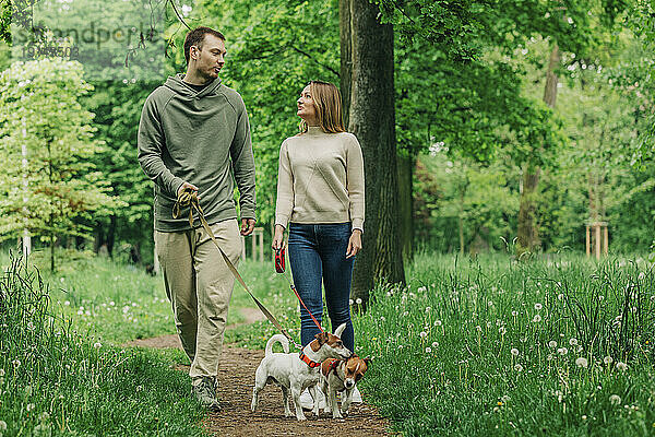 Lächelnde Frau und Mann gehen mit Jack-Russell-Terrier-Hunden im Park spazieren