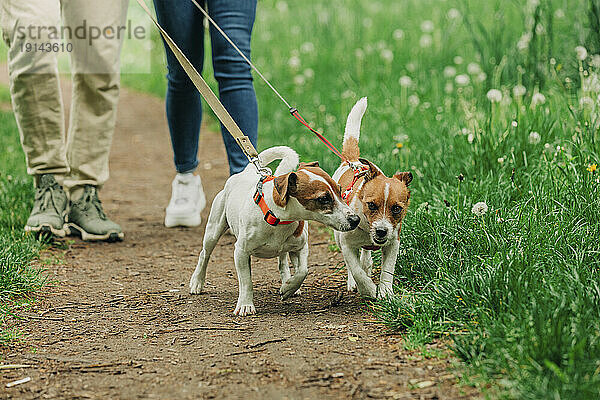 Mann und Frau gehen mit Jack-Russell-Terrier-Hunden im Park spazieren