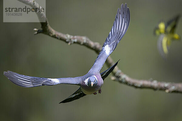 Taube fliegt vor Ast