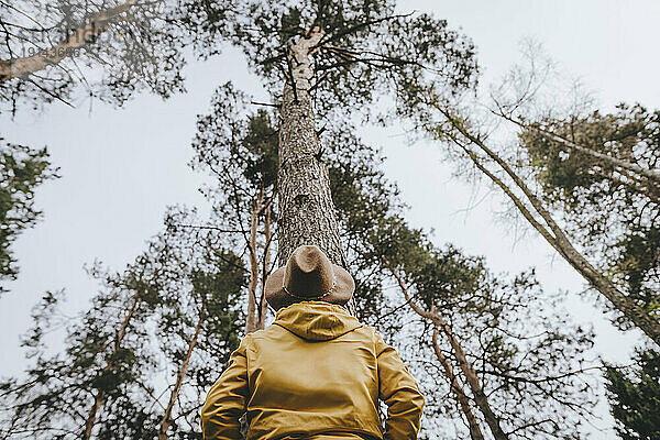 Frau blickt auf hohe Bäume im Wald