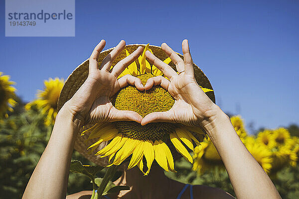 Frau macht Herzform mit Sonnenblume  die ihr Gesicht im Feld bedeckt