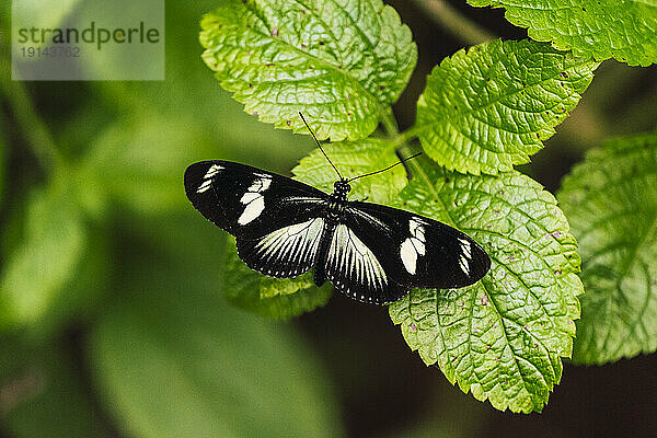 Hewitson's longwing butterfly on green leaf in forest