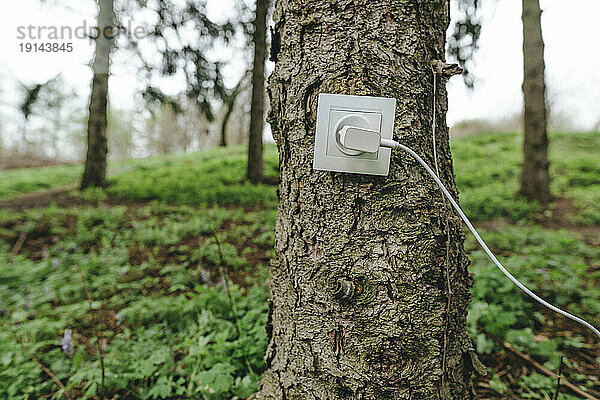 Steckdose mit Ladegerät am Baumstamm im Wald