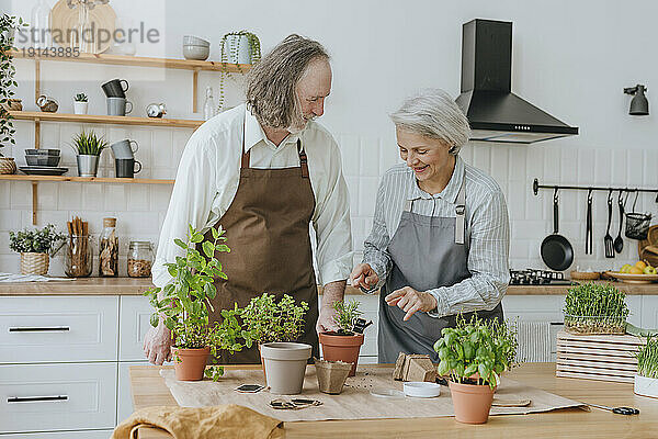 Lächelnde Frau hilft Mann beim Pflanzen von Kräutern  der zu Hause in der Küche steht