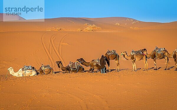 Merzouga  Marokko am 25. Februar 2018: Kamelherde wird von einem einheimischen Berber auf einer Karawane in der Sahara bei Sonnenaufgang geführt  Merzouga  Marokko  Afrika