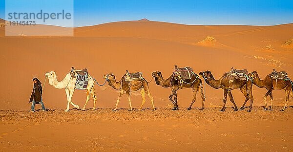 Merzouga  Marokko am 25. Februar 2018: Kamelkarawane oder Kamelzug und Berberführer in der Wüste Sahara  Merzouga  Marokko  Afrika