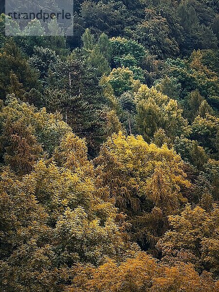 Bunte Herbstbäume Textur. Natürliche Szene eines Waldes mit verschiedenen farbigen Blättern  Herbst Saison vertikalen Hintergrund