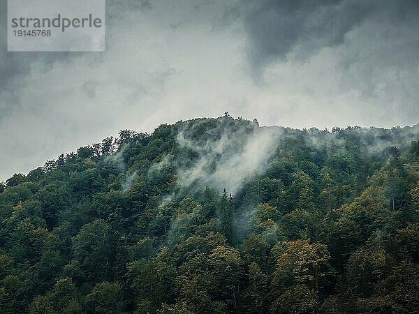 Friedliche Herbstszene mit Nebelwolken  die sich durch den Mischwald auf der Spitze eines Hügels an einem düsteren Tag bewegen. Natürliche Herbstlandschaft im Wald  regnerisches Wetter mit Nebel über den Bäumen
