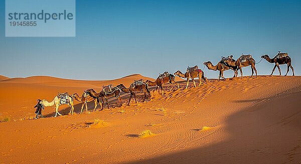 Merzouga  Marokko am 25. Februar 2018: Eine Kamelherde wird von einem einheimischen Berber in der Saharawüste bei Sonnenaufgang geführt  Merzouga  Marokko  Afrika