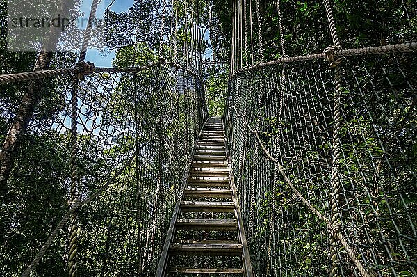 Baldachinbrücke im Taman Negara Nationalpark  Malaysia  Asien