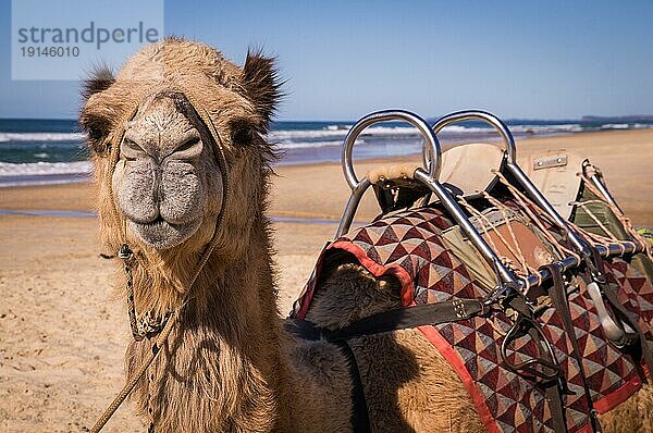 Ein Kamel ruht am Strand in Australien. Wilde Kamele werden als Touristenattraktion aus dem Ourback an die Küste gebracht