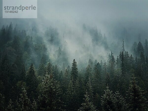 Sonnenbeschienener  nebliger Tannenwald Hintergrund. Friedliche und stimmungsvolle Szene mit Dunstwolken  die sich über die Nadelbäume bewegen. Natürliche Landschaft mit Kiefernwäldern auf den Berghügeln mit Nebel bedeckt