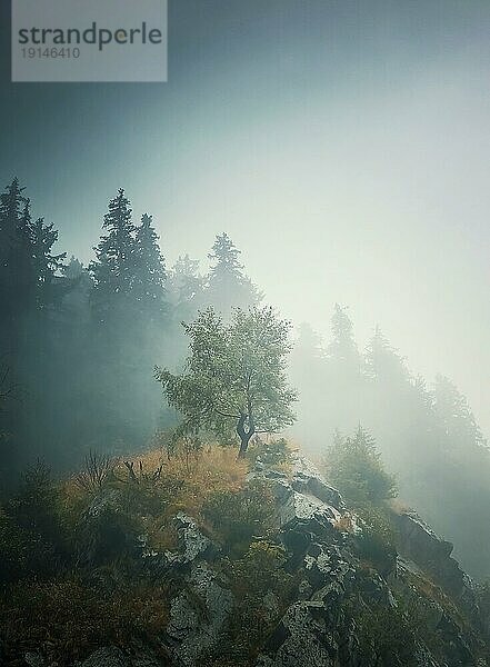 Einsamer Baum auf dem Gipfel eines Hügels  umgeben von dichtem Nebel und einem Tannenwald im Hintergrund. Schöne und stimmungsvolle Herbstszene in den Karpaten