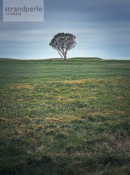 Idyllischer Blick auf eine Bank unter einem einsamen Baum auf dem Feld. Malerische Landschaft  Einsamkeit Konzept