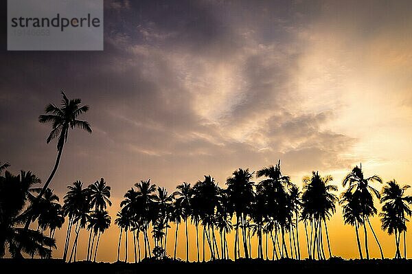 Palmen Silhouetten bei Sonnenuntergang auf Hawaii: Hawaii ist ein Ort von unglaublicher natürlicher Schönheit. Diese Palmen im Pu'uhonua O Honaunau National Historical Park auf Big Island sind bei Sonnenuntergang wunderschön