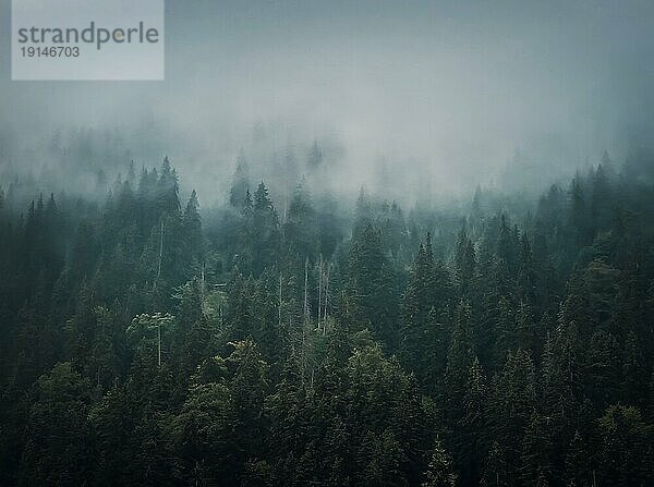 Nebliger Tannenwald Hintergrund. Idyllische und stimmungsvolle Szene mit Wolken  die sich über die Kiefern bewegen. Naturlandschaft mit Nadelwäldern auf den mit Nebel bedeckten Berghügeln