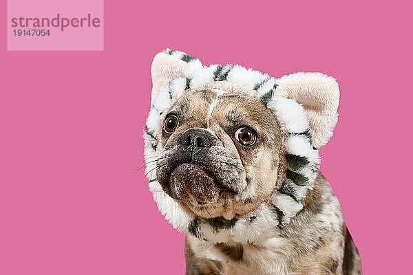 Merle Französische Bulldogge Hund mit Katze Kostüm Stirnband auf rosa Hintergrund