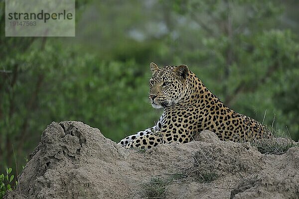 Leopard (Panthera pardus)  adult  entspannt  liegend  auf Felsen  Sabi Sand Game Reserve  Krüger Nationalpark  Südafrika