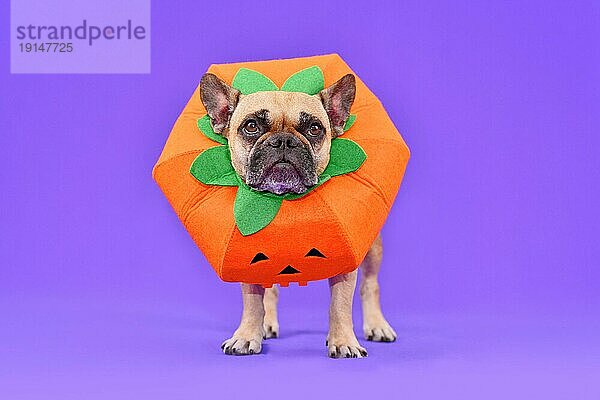 Französisch Bulldogge Hund gekleidet mit lustigen Kürbis Halloweenkostüm in fornt von lila Hintergrund