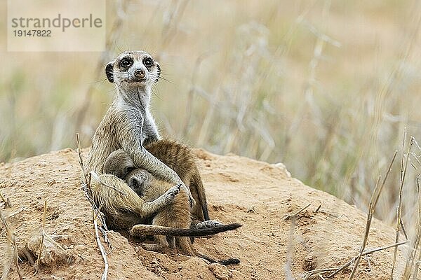 Erdmännchen (Suricata suricatta) . Auch Erdmännchen genannt. Beschützendes Weibchen mit zwei säugenden Jungen in ihrem Bau. Auf der Suche. Kalahari Wüste  Kgalagadi Transfrontier Park  Südafrika